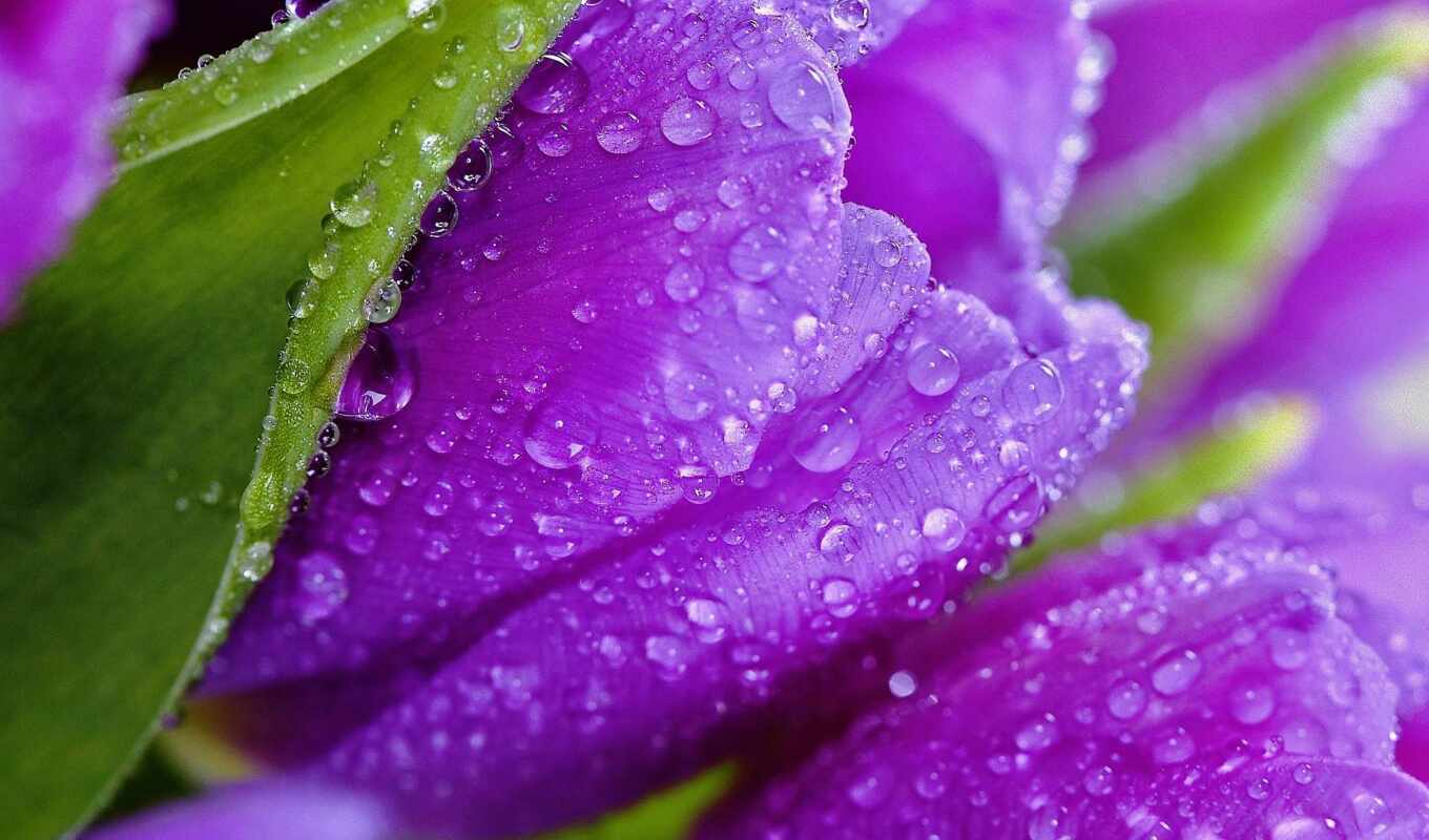 flowers, drop, mobile, background, purple, water, spring, tulip, pxfuelpage