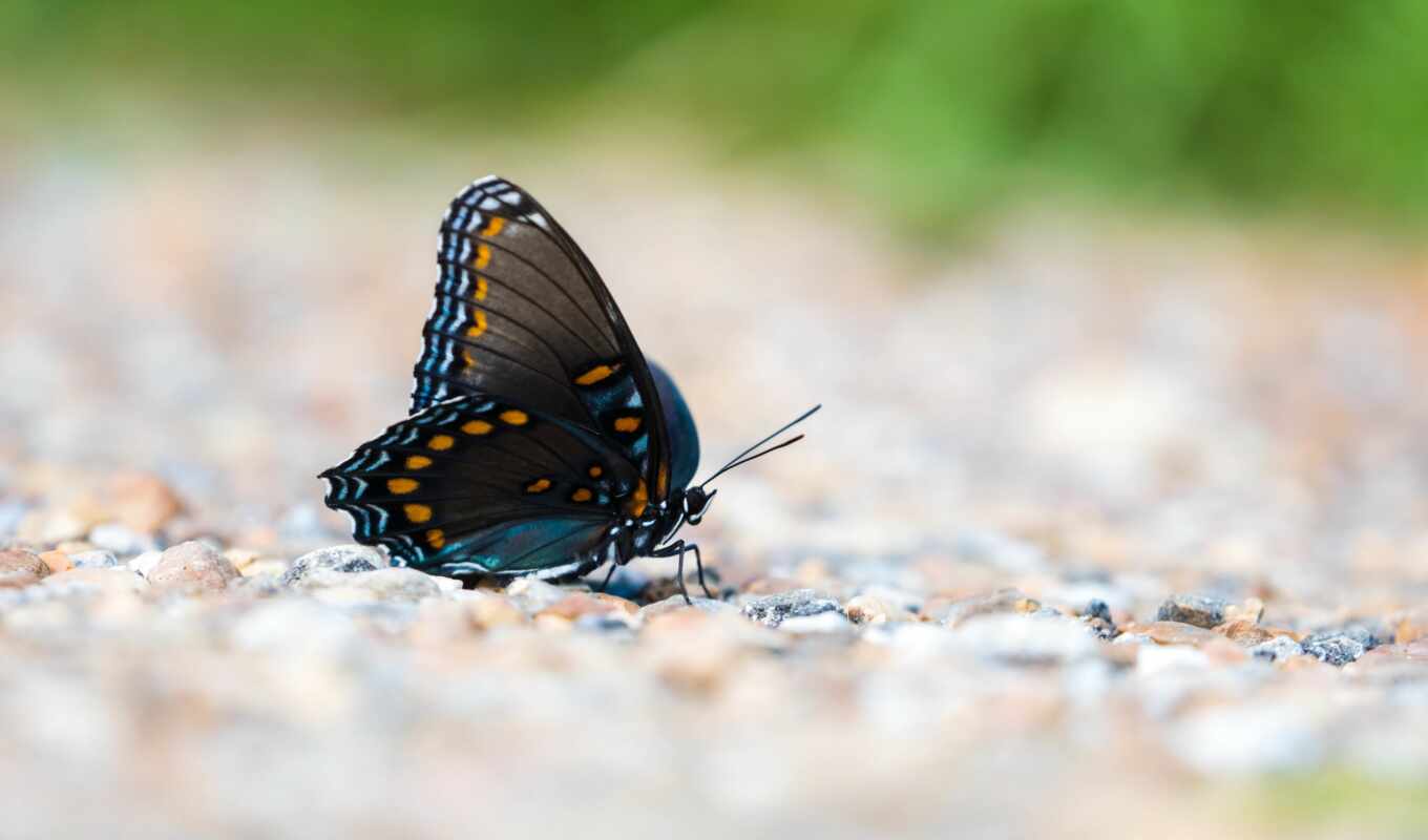 black, pattern, butterfly, insect, wing, perch