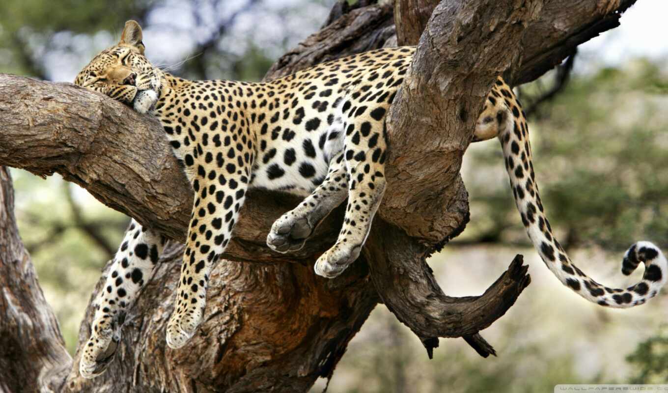 tree, cat, leopard, day, sleep, animal, puzzle, safari