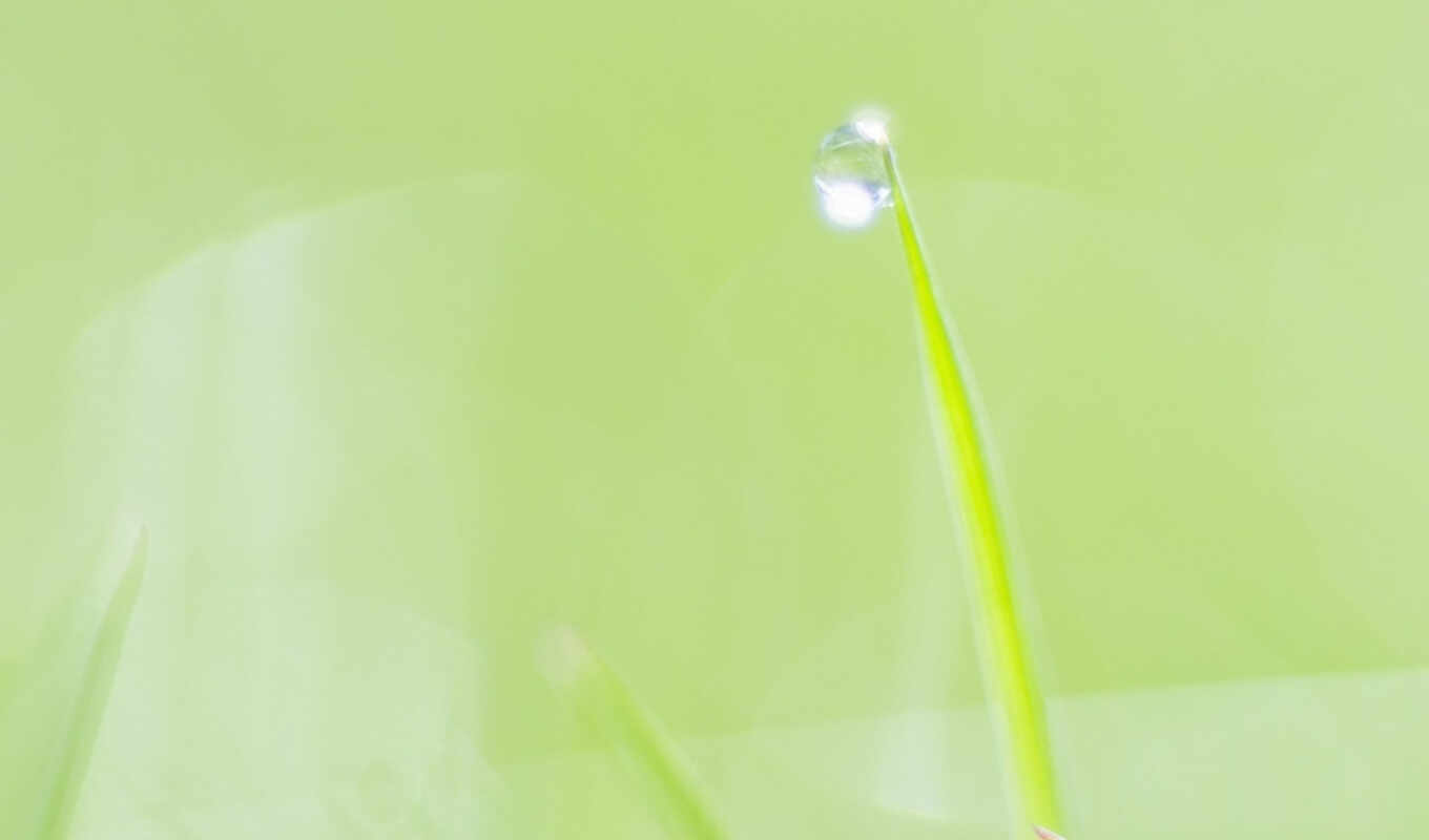 free, green, photo, fresh, photography, grass, a drop, focus, leaves, pure, a blade of grass, soft, dewdrop