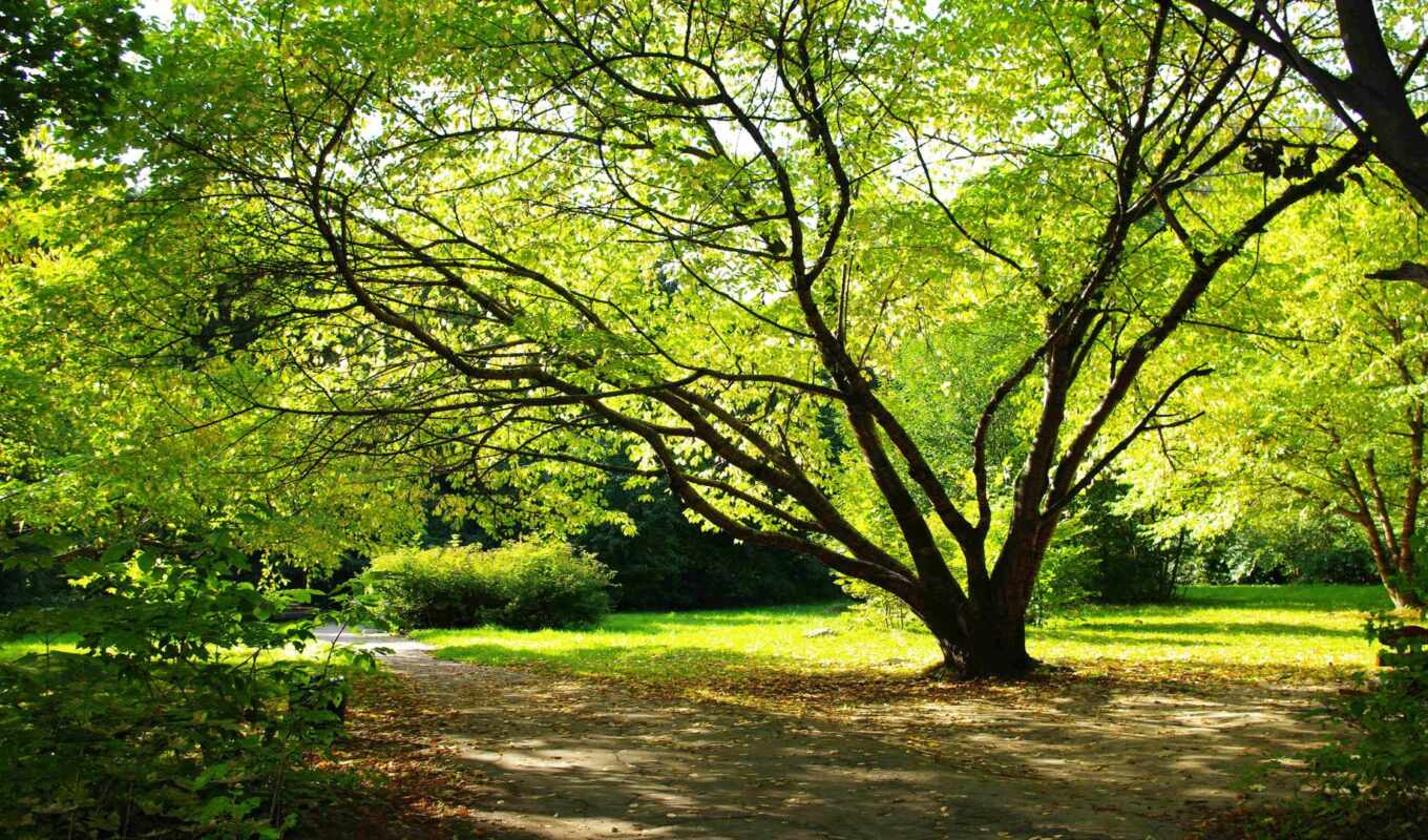 природа, summer, дерево, романтика, листва, park, land, растения