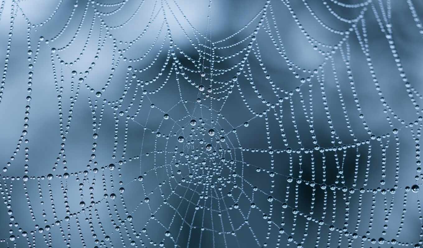 nature, drop, spiderweb, water, dew, wet
