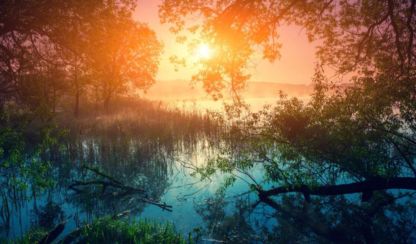 nature, sun, tree, grass, sunset, sunrise, forest, branch, morning, river, fog