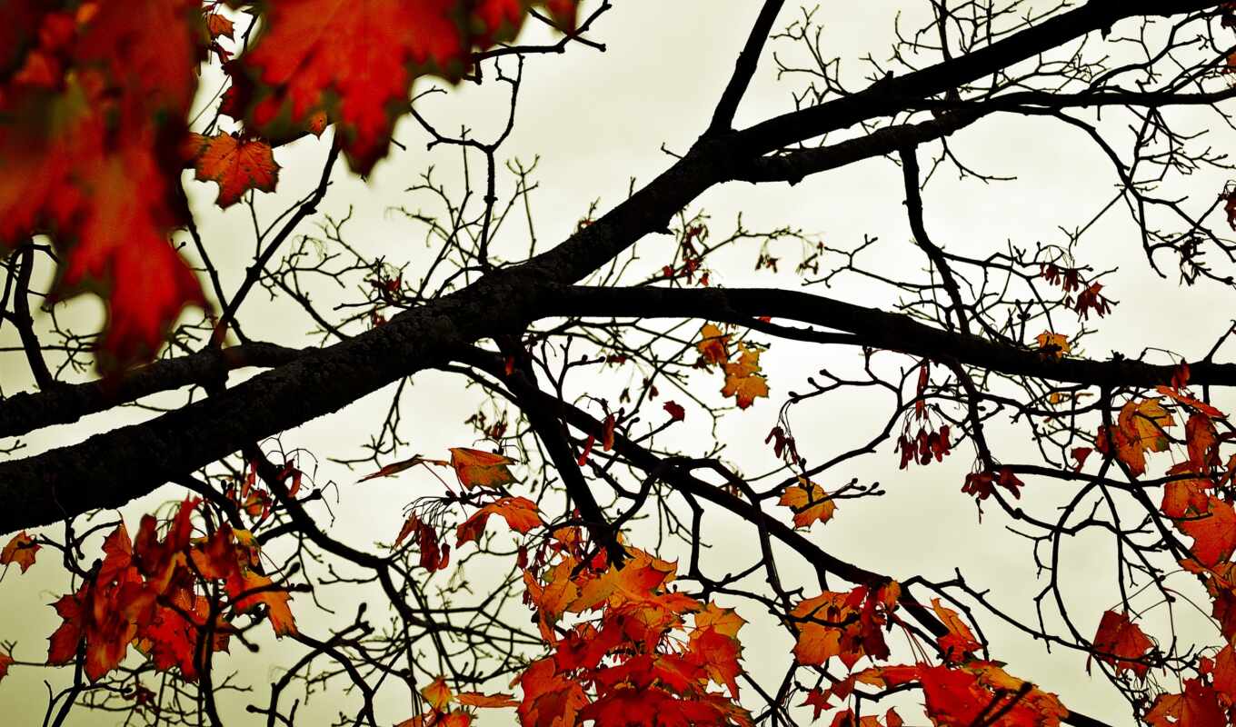 природа, дерево, лес, landscape, осень, оранжевый, красивый, фотообои, листопад