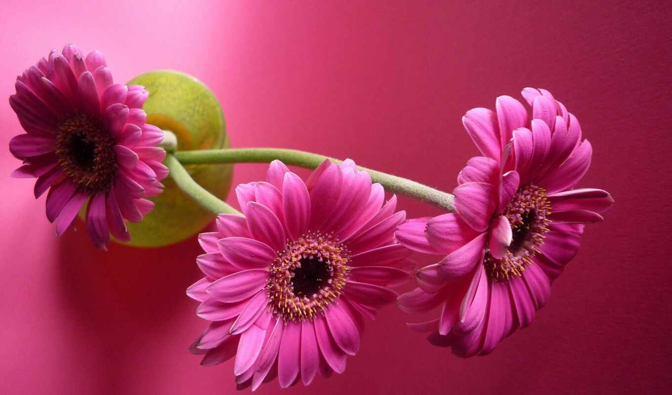 цветы, розовый, гербера, funart