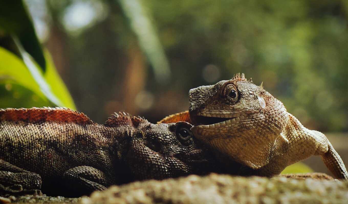 photo, animal, scale, iguana, lizard, reptile, chameleon, terrestrial, iguania