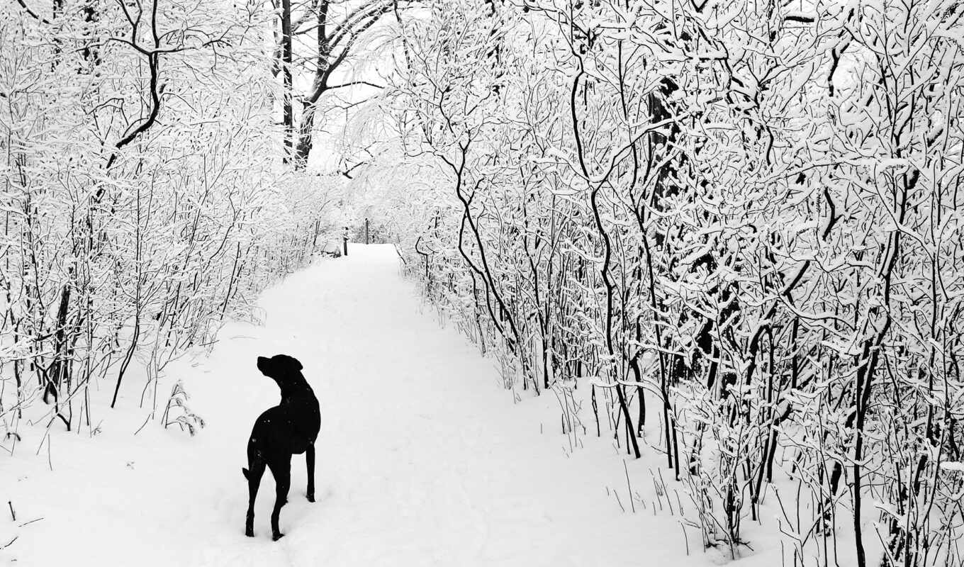 black, white, снег, winter, прогулка, собака