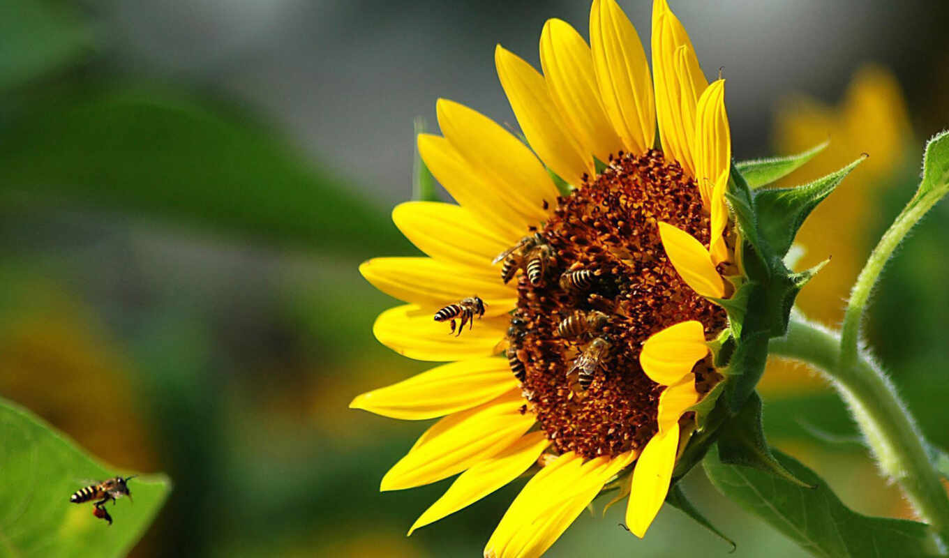 цветы, пчелка, макро, подсолнух, опыление, лепестки, насекомые, пчелы