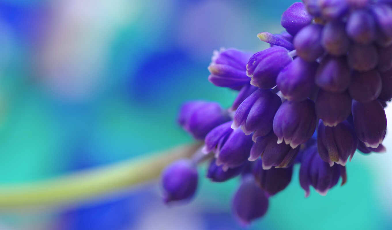 nature, flowers, blue, view, flowers, spring, color, muscari