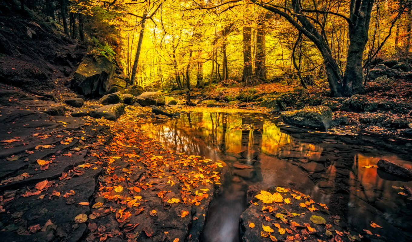 природа, лес, осень, ecran, листва, fonds, german, ручей, камни