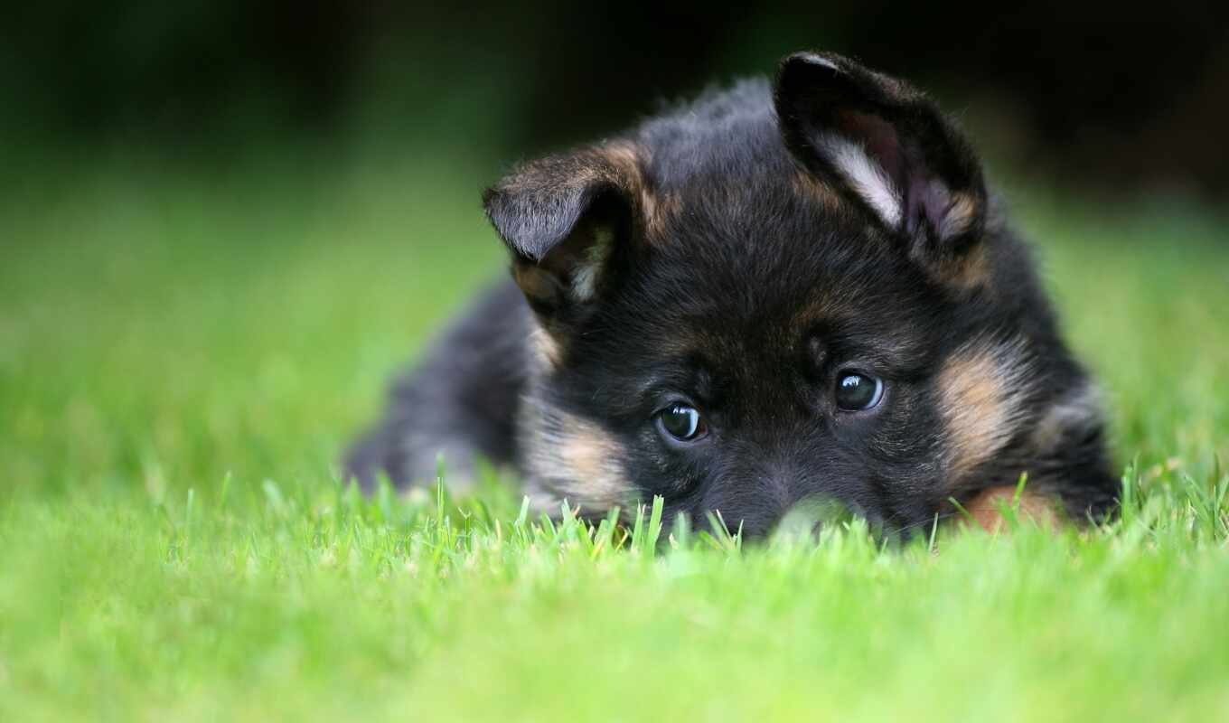 more, pictures, puppy, awesome, german, pupils