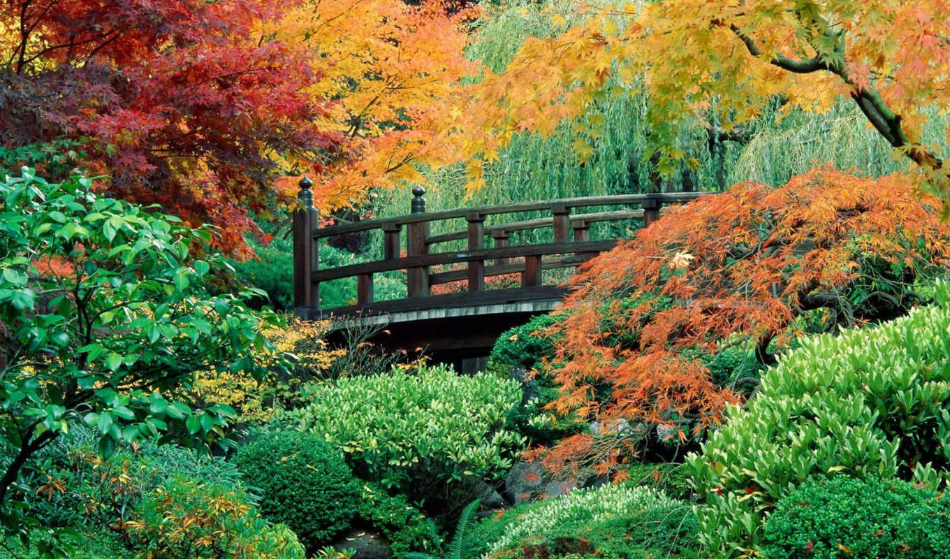 вектор, мост, japanese, японские, garden, flowers, gardens, сады