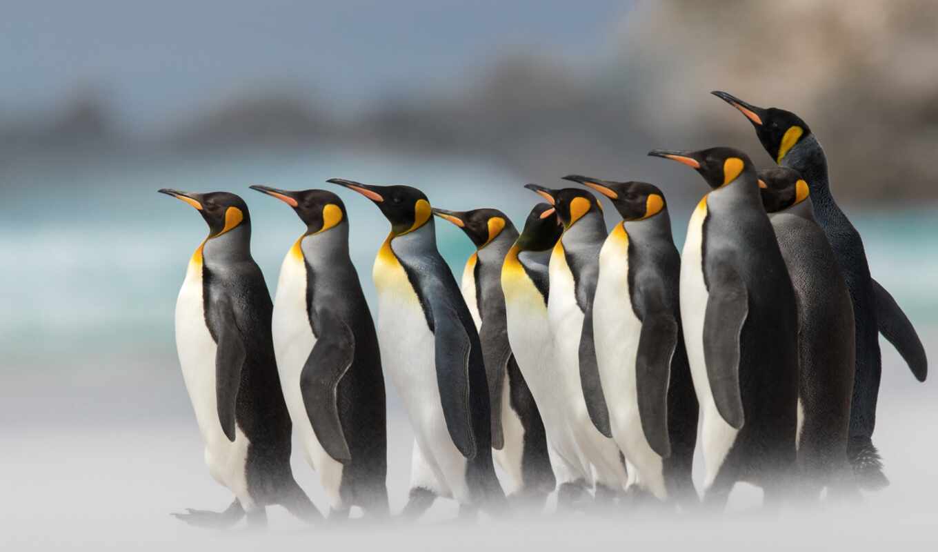 iphone, пингвины, пингвин