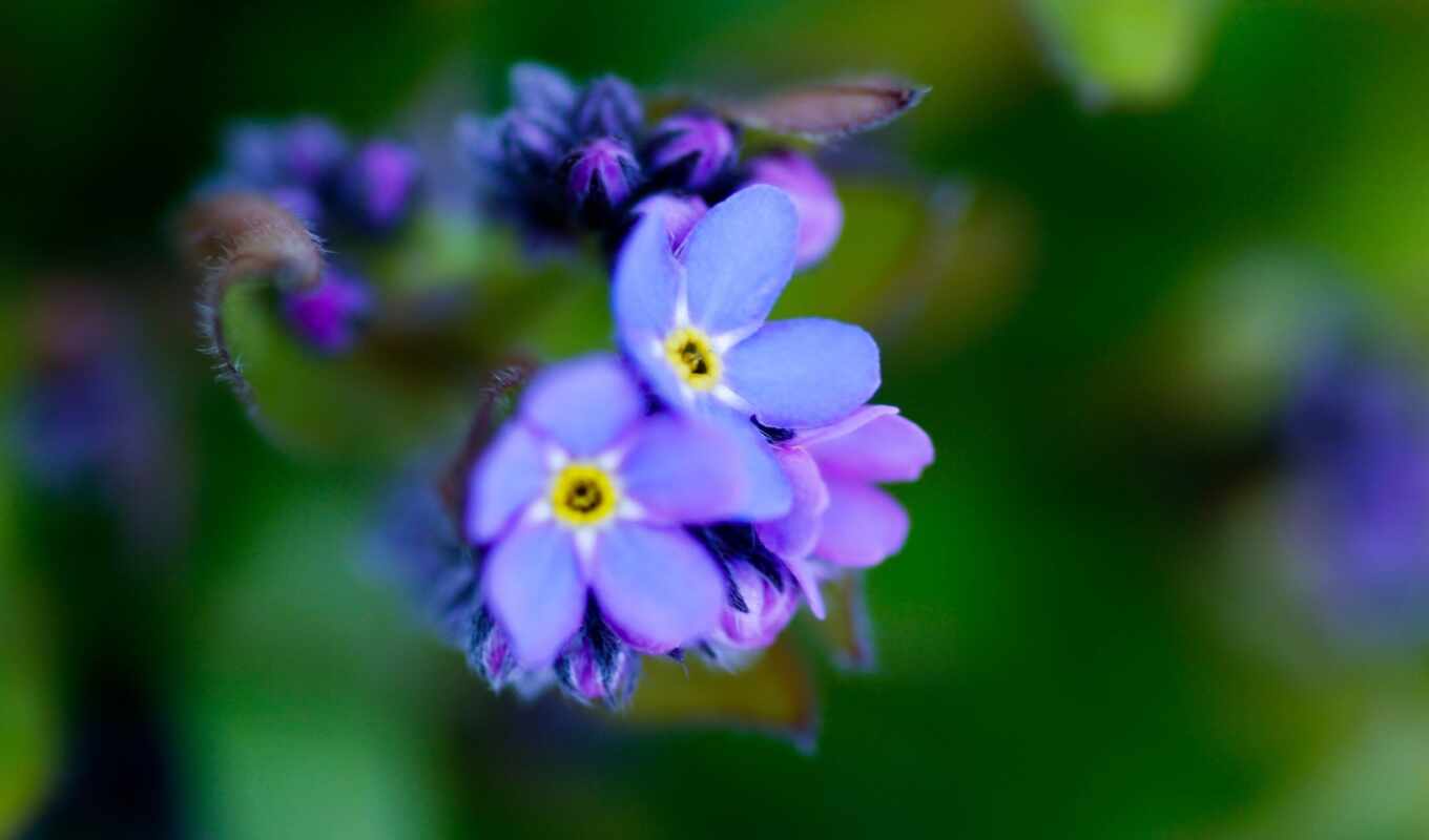 цветы, purple, забыть