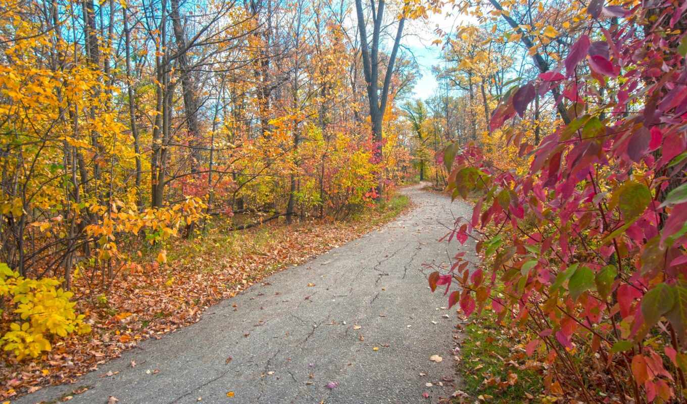 sheet, tree, autumn, park, yellow, path, leaf, sadness
