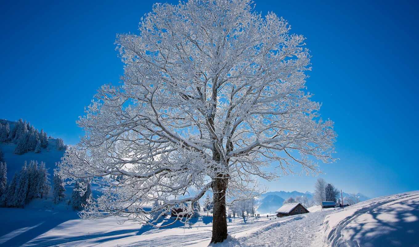 природа, дерево, иней, снег, winter, дорогой