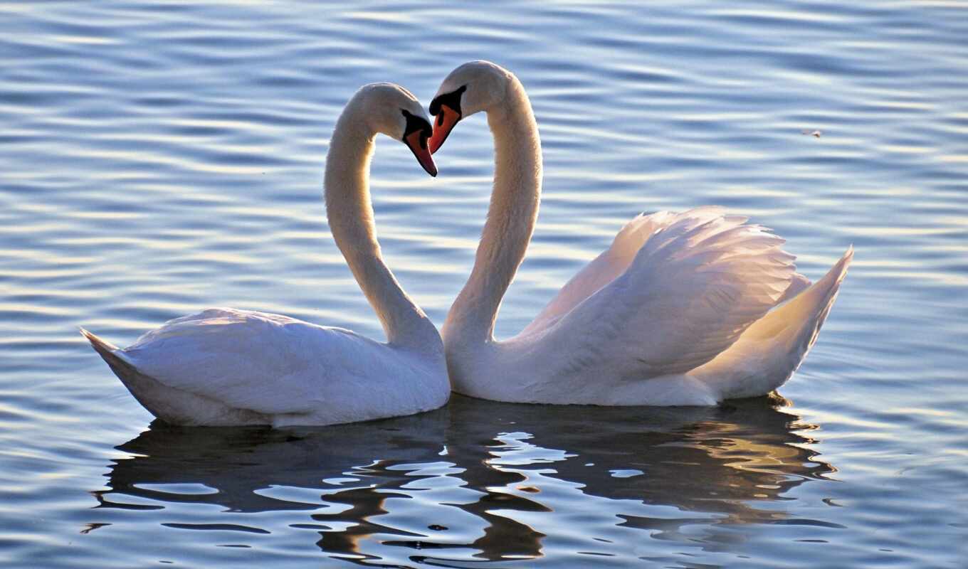 lake, swan