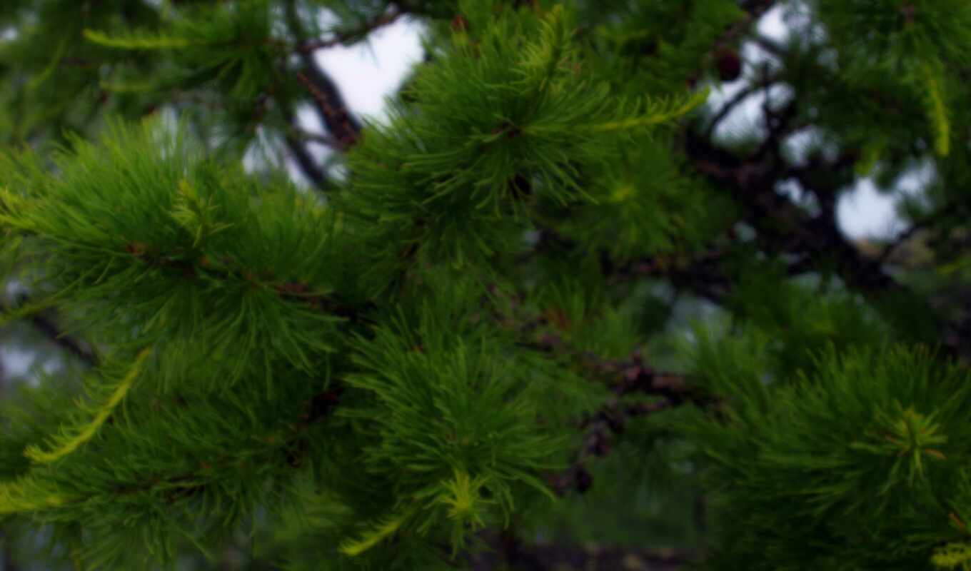 дерево, fir, branch