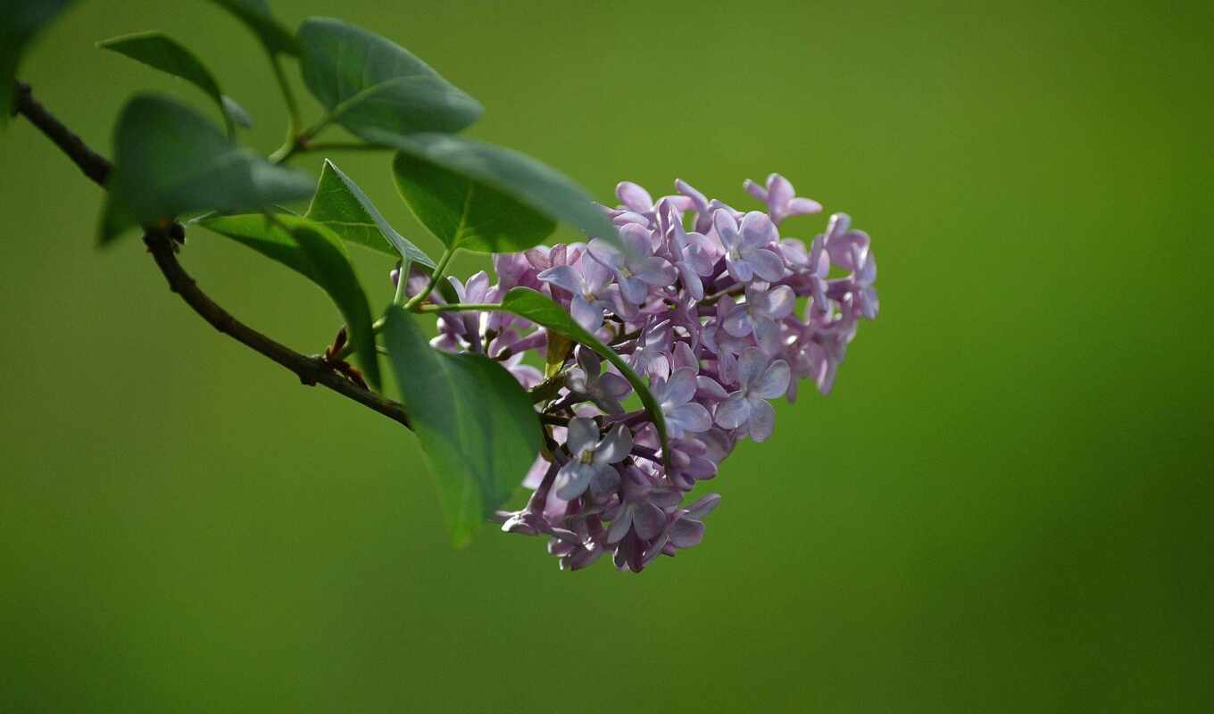 picture, to find, spring, lilac, thous