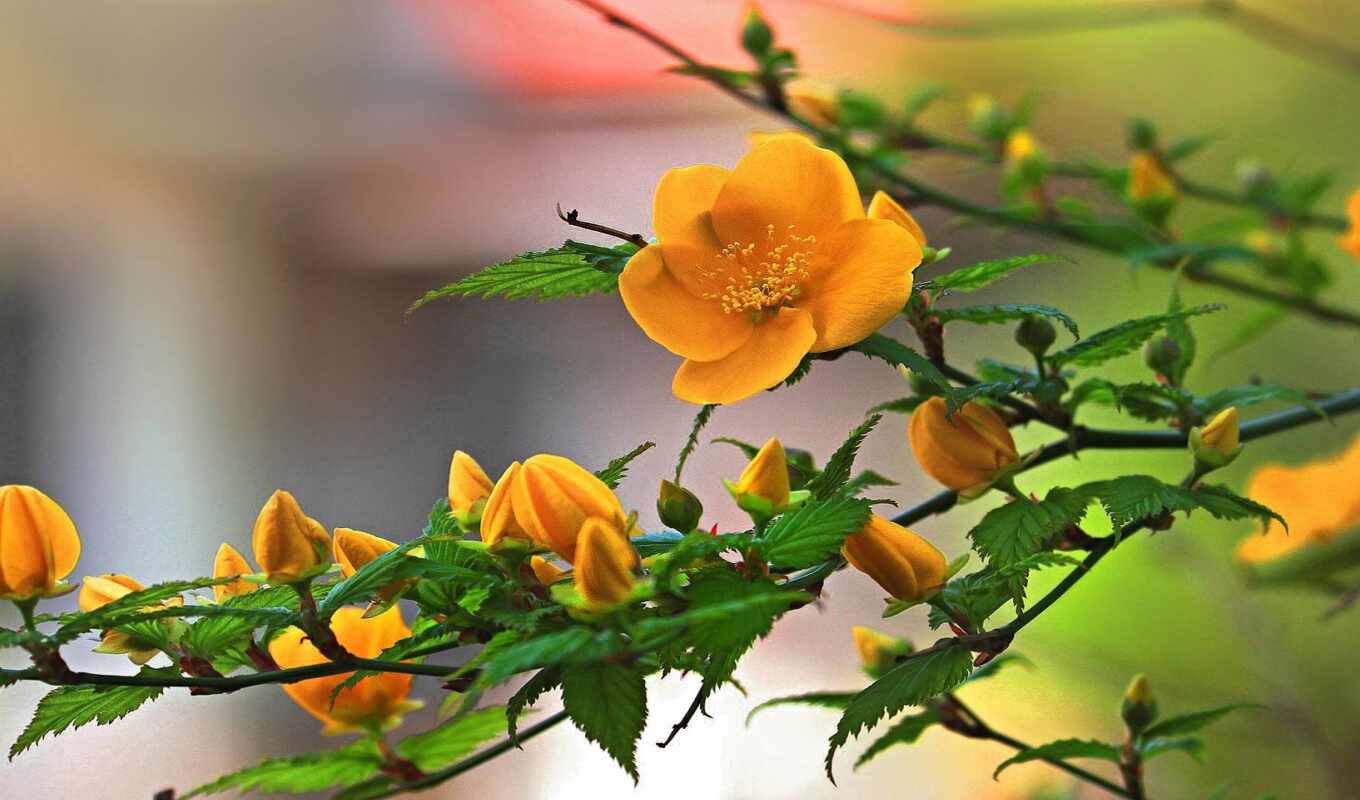 цветы, дерево, растение, yellow, bloom, kwiaty