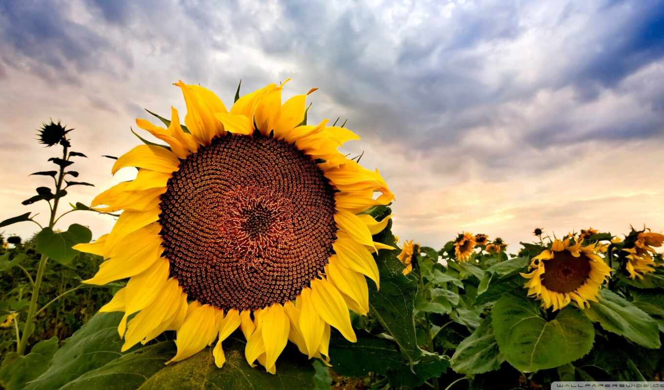 sky, flowers, field, sunflower