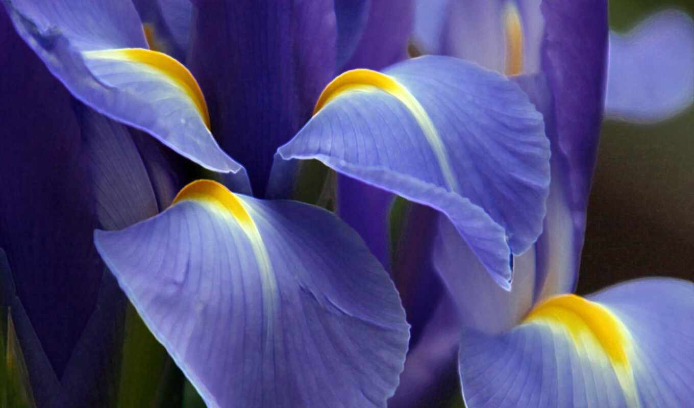 flowers, website, high, characteristics, our, choose, this, iris, iris, necessary, table