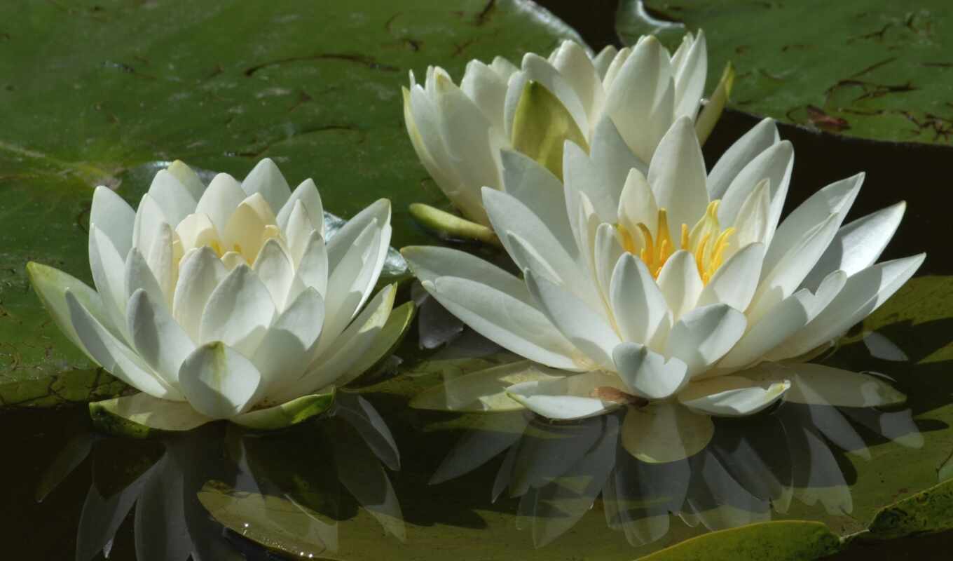 white, macro, water, trio, lilies, water, petals, nymph