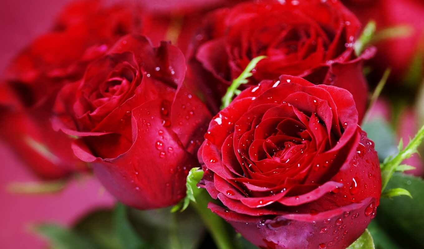 цветы, роза, фон, красное, розовый, красивый, букет