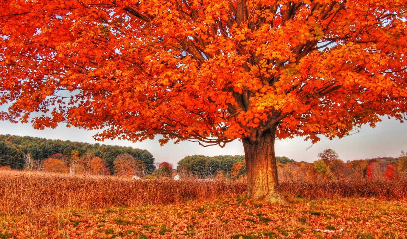 tree, autumn