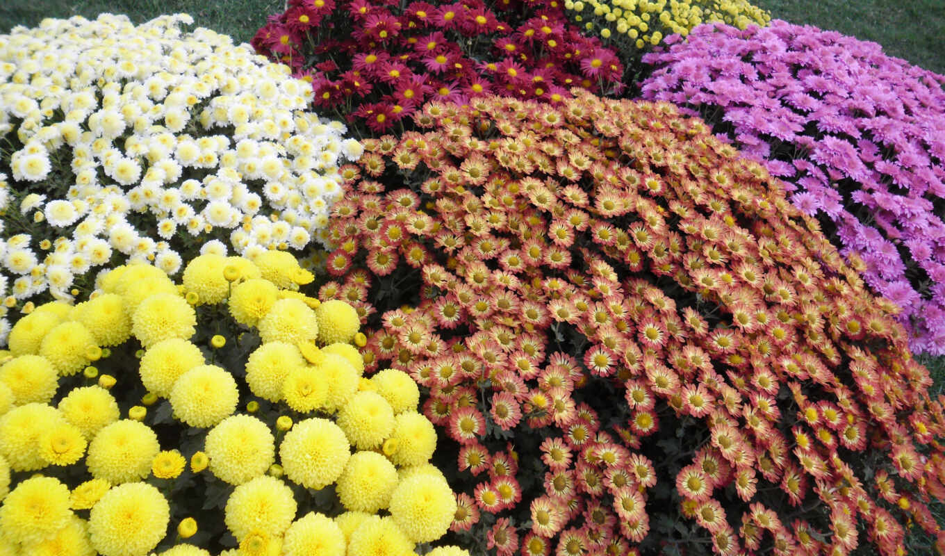 цветы, garden, дачный, chrysanthemum, perennial, сферические, клумба, malomernyi, dubok, multiflora, фотохризантема