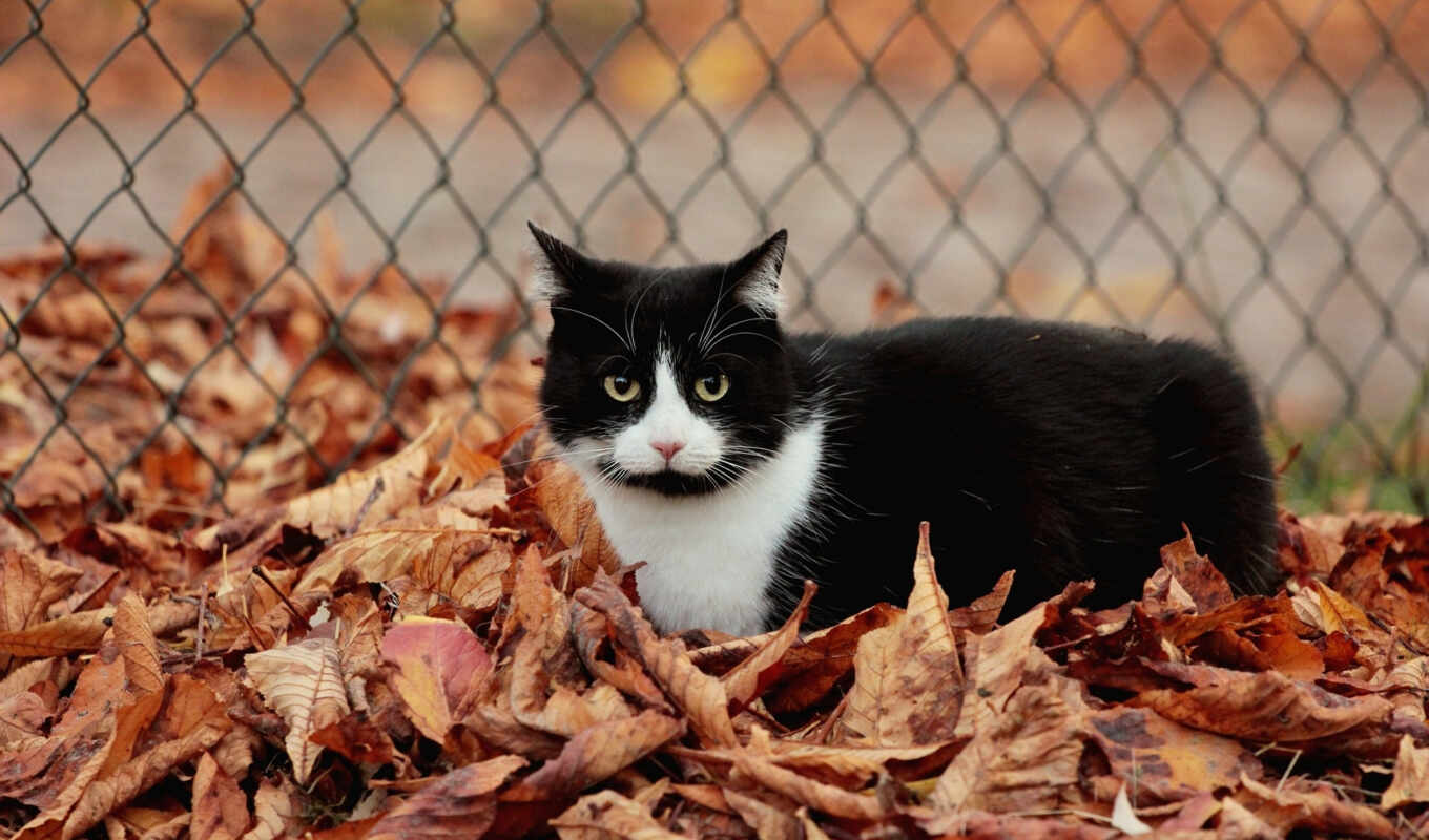 leaves, cat, autumn, foliage