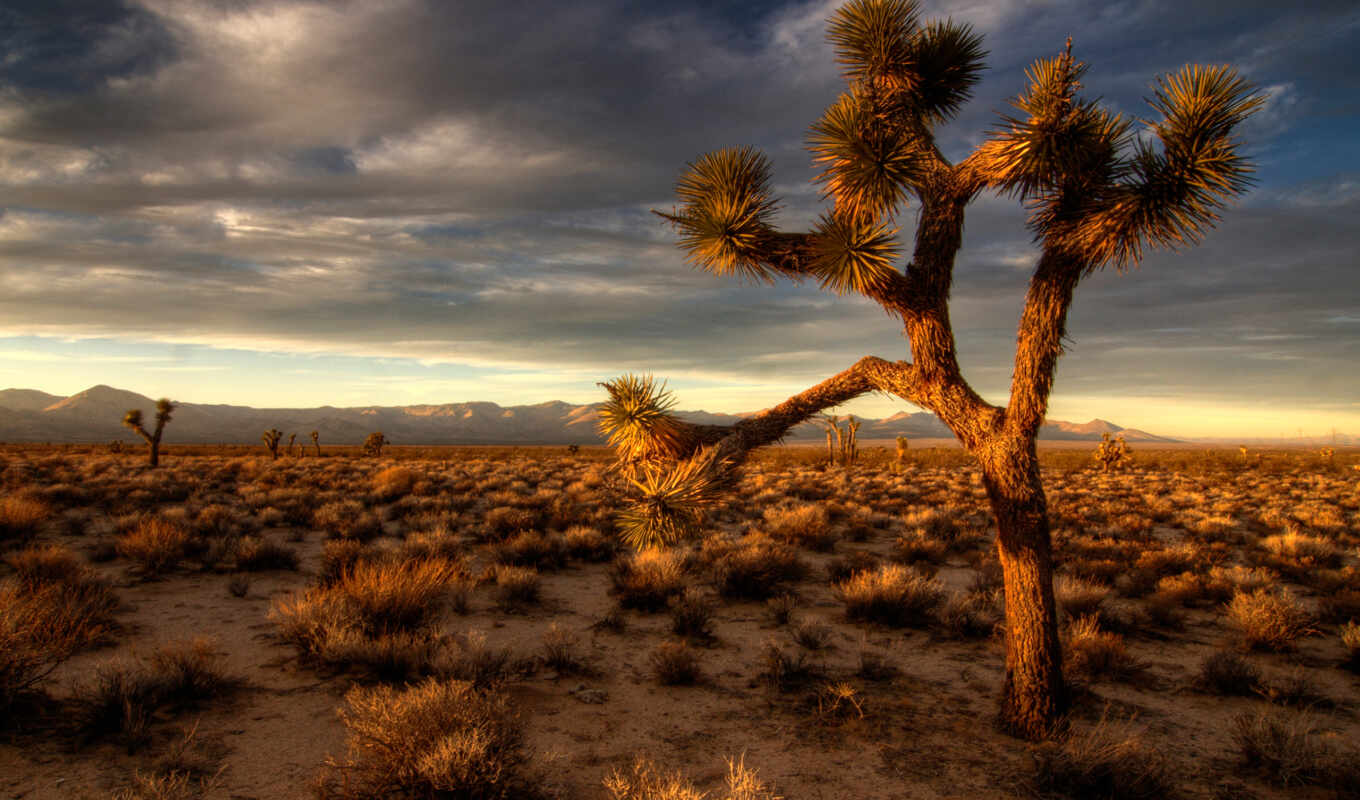 природа, пейзажи -, широкоформатные, дерево, закат, песок, пустыня, sands, кактусы, полупустыня
