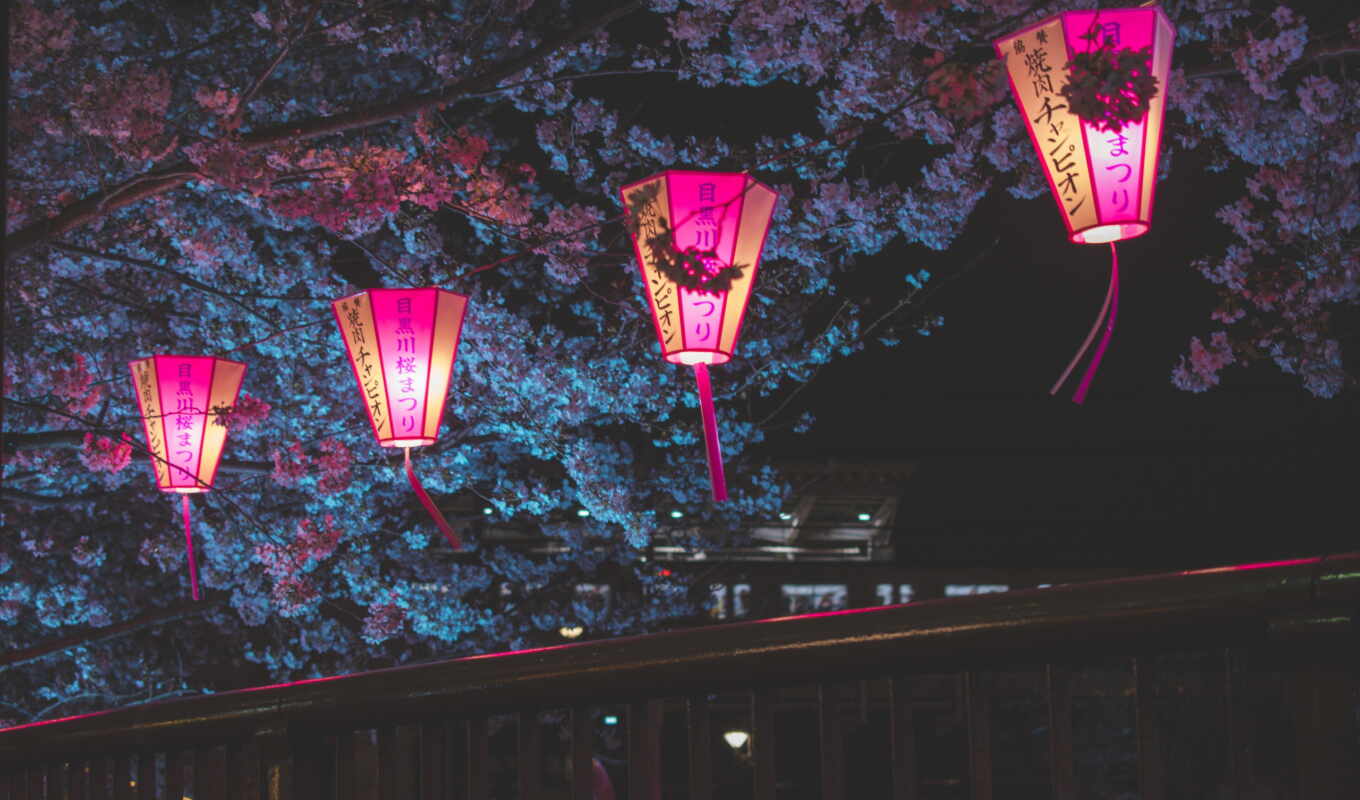 tree, night, petals, cherry, Japan