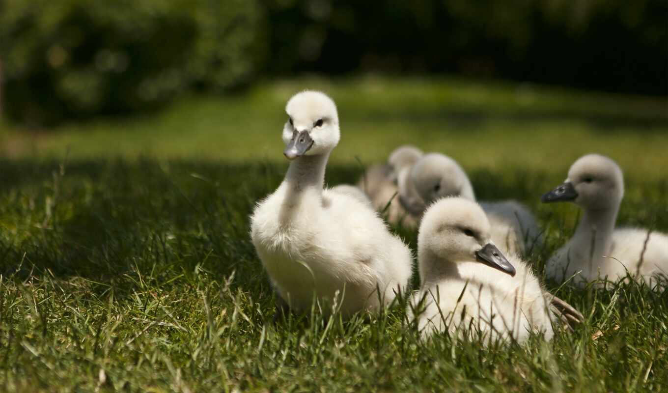 grass, animal, baby, swan