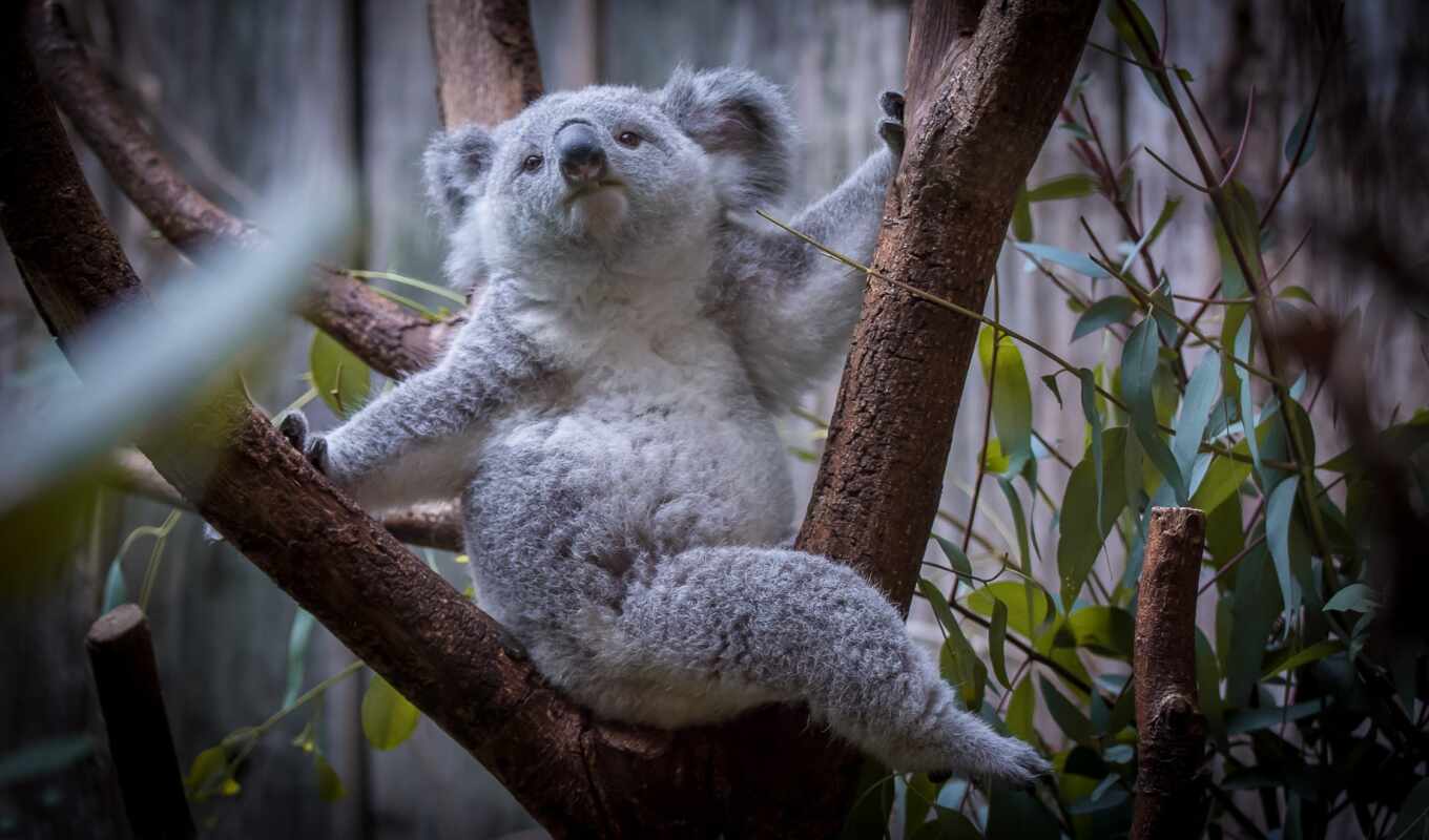 tree, koala, because