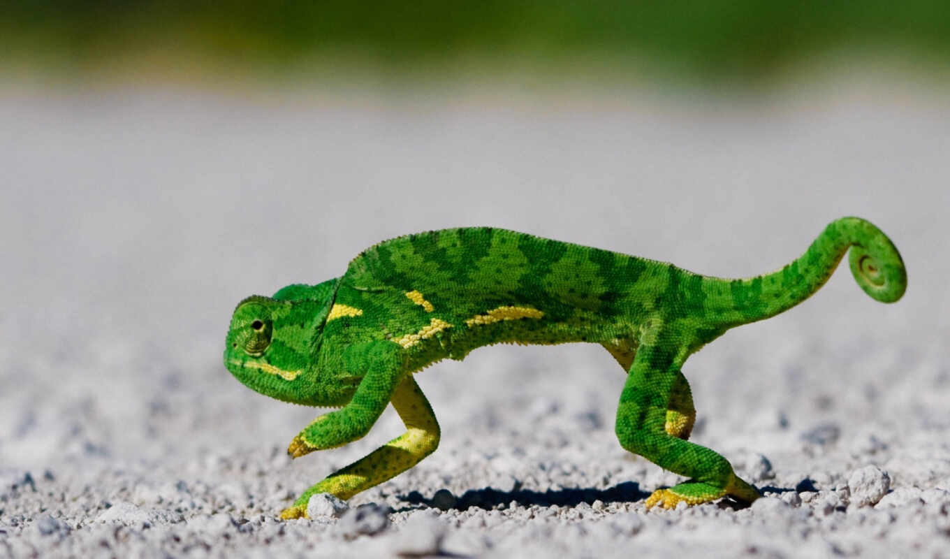 green, chameleon