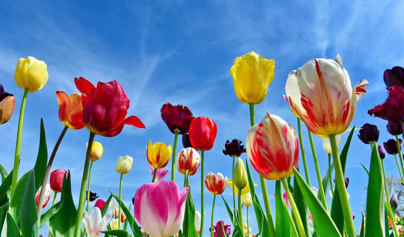 цветы, весна, тюльпан