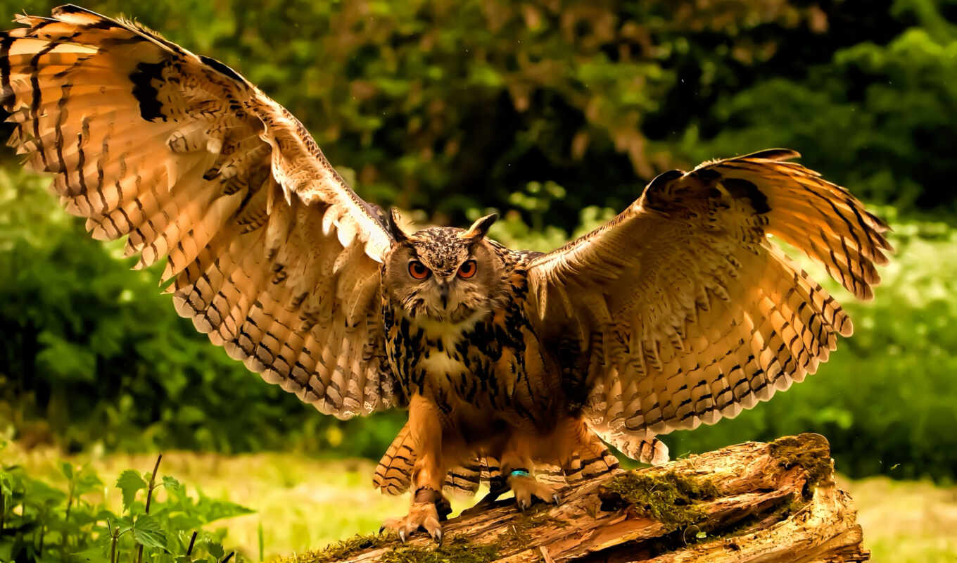 bird, wing, the owl