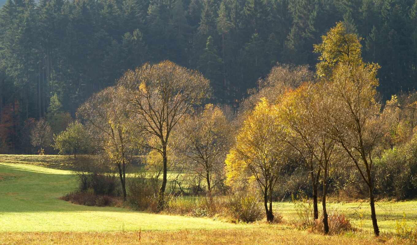 nature, tree, forest, field, autumn