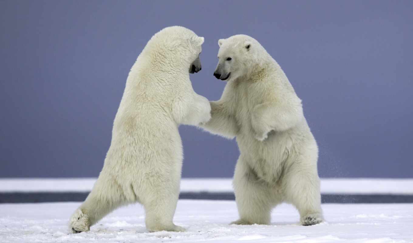 nature, white, picture, to find, dance, bear, animal, polar, thous