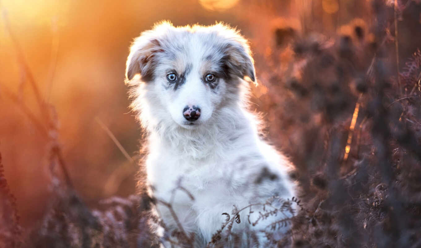 nature, dog, portrait, see, puppy, awesome, baby, leaf, australian