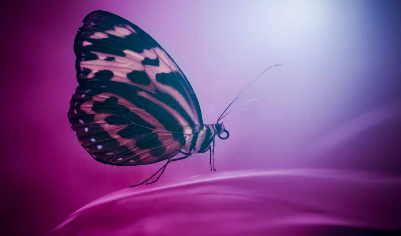 purple, бабочка, насекомое, крыло, мотылек