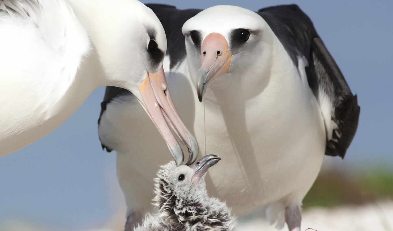 bird, animal, albatross