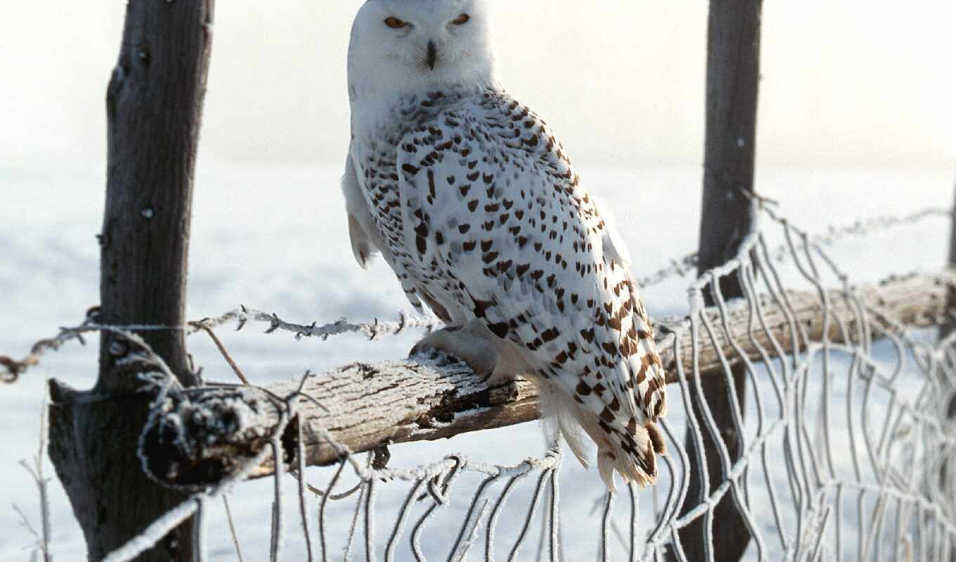 сова, animal, snowy