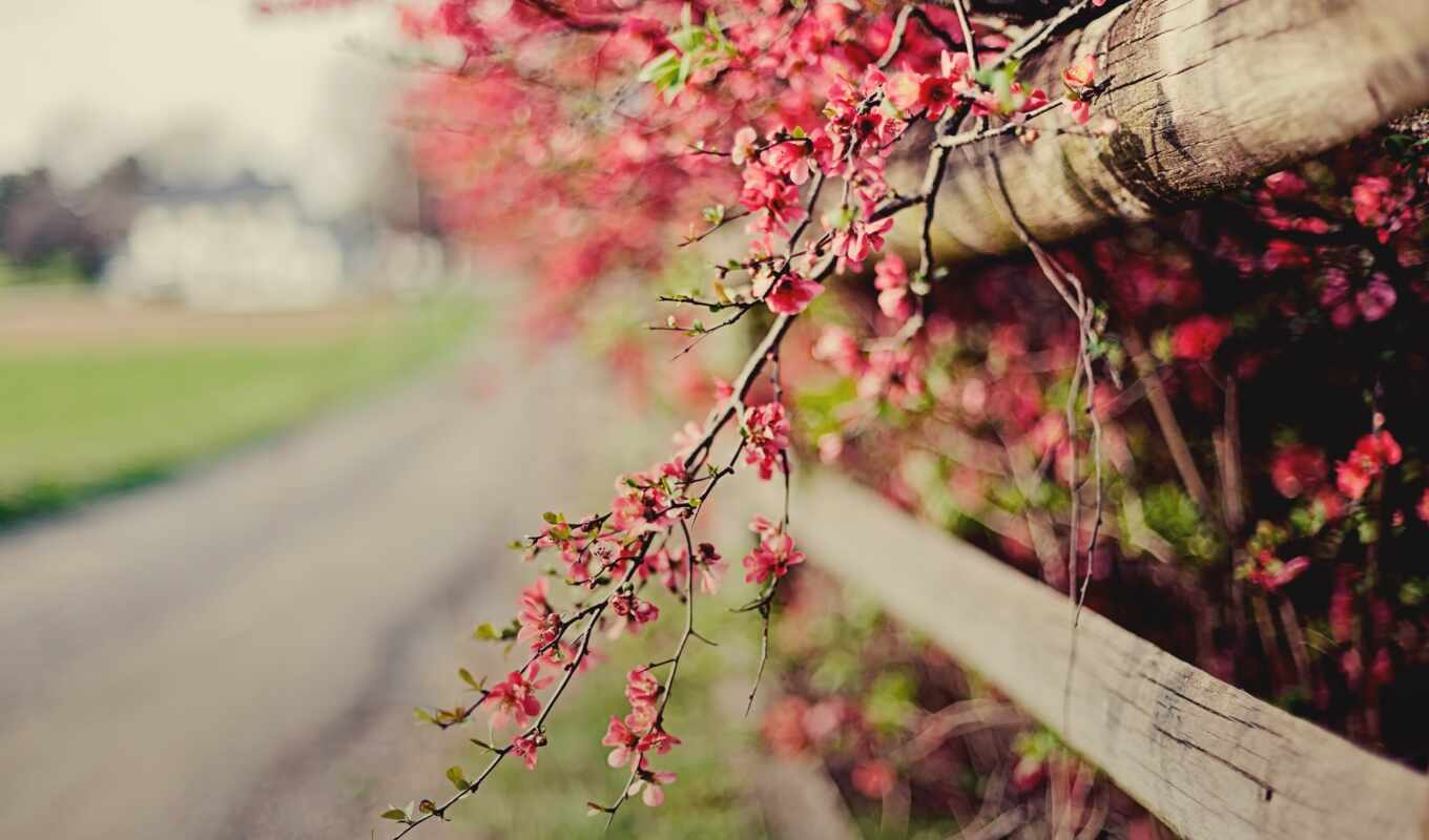 screensavers, pink, spring, fence, cvety, trick, twig, blooming, quince, bushes