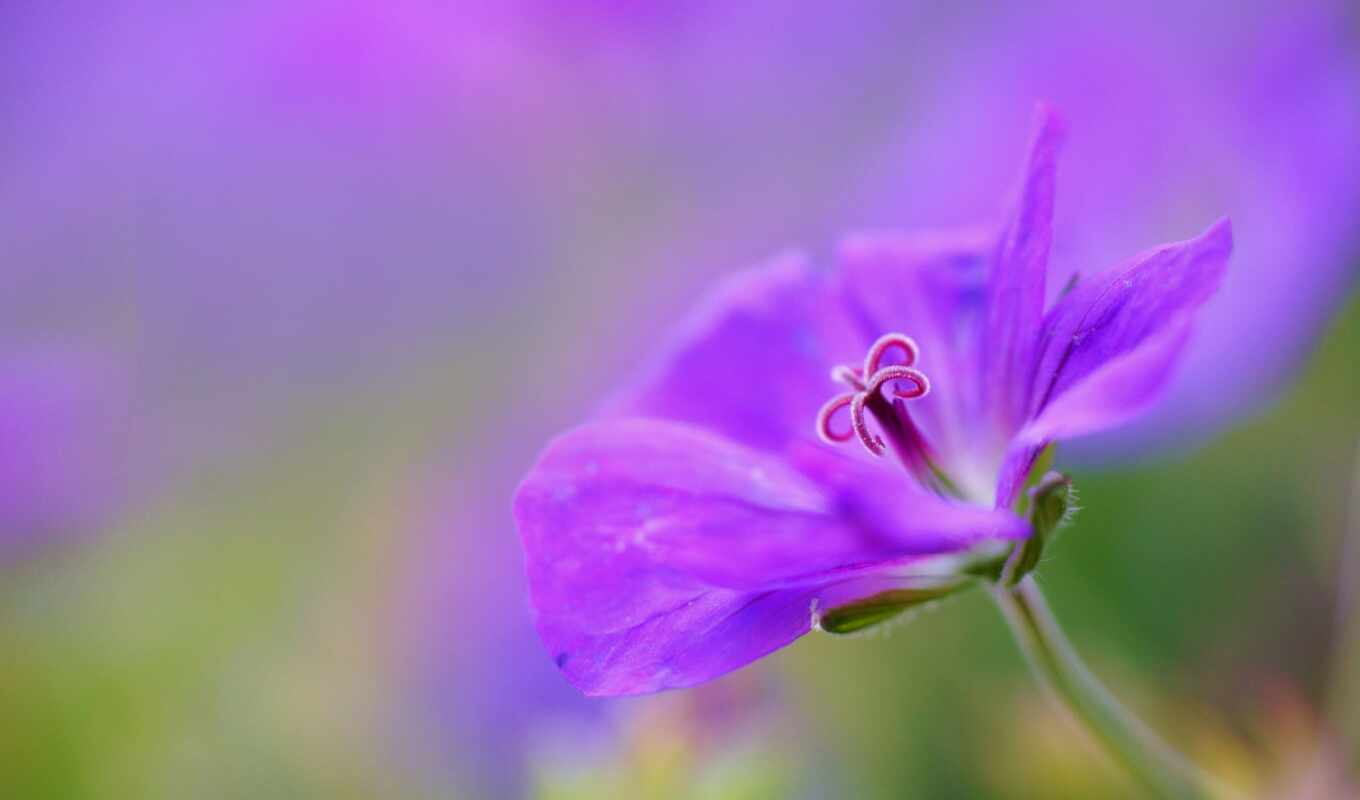 flowers, macro