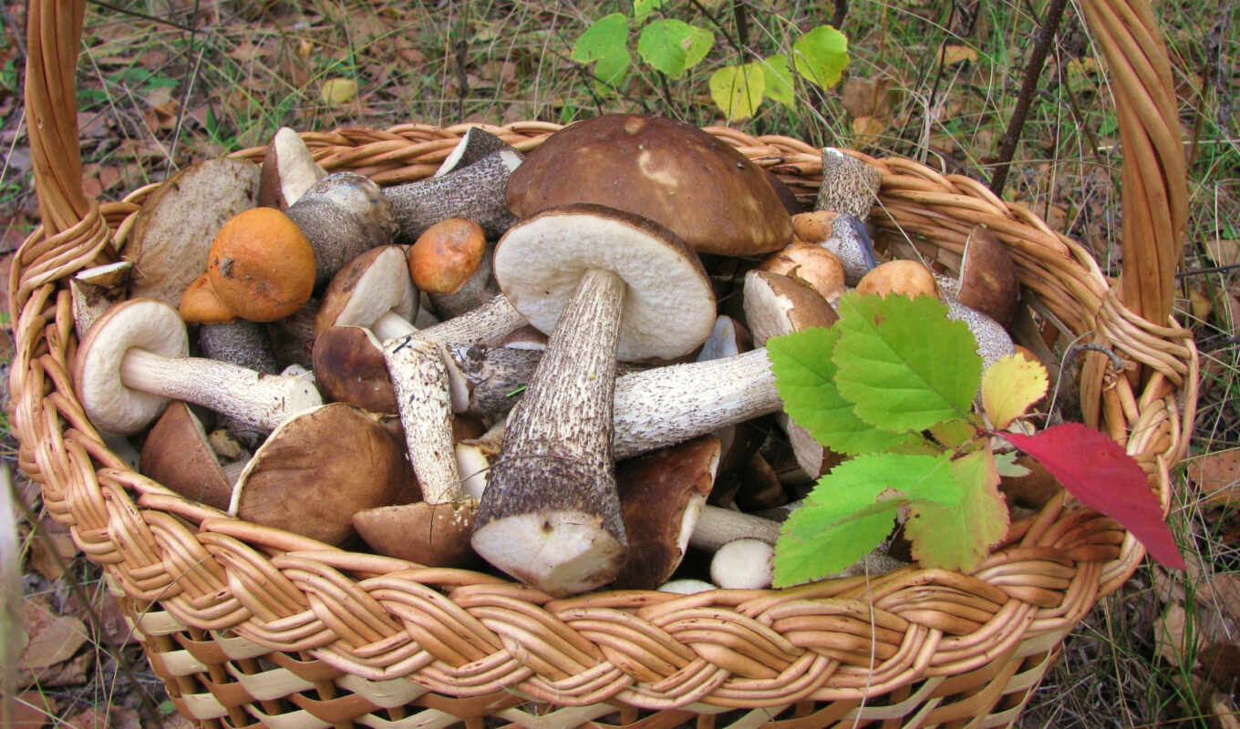 fond, tapety, hongo, basket, mushroom, photos, page, we have, mushroom