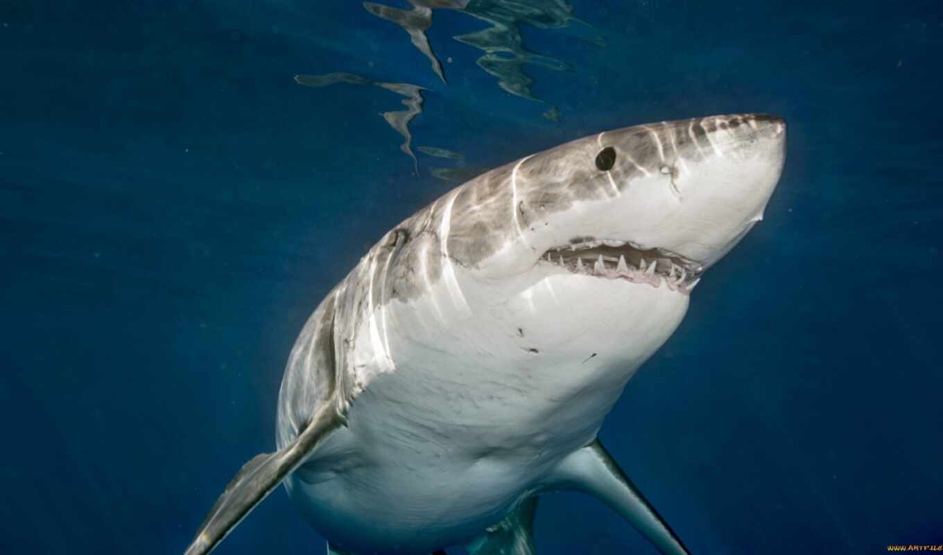 white, акула