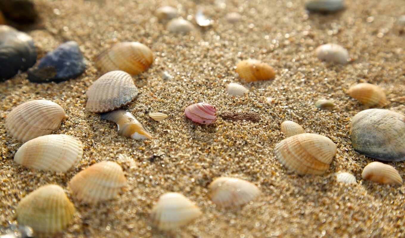 shell, seashell, peakpxpage