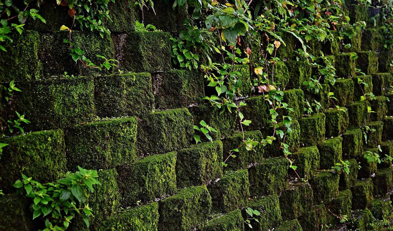 wall, moss, greenery